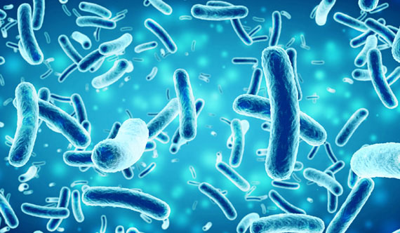 Le microbiote intestinal humain