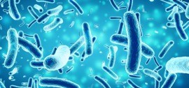 Le microbiote intestinal humain